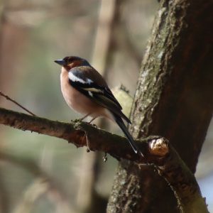 boekvink, vogel