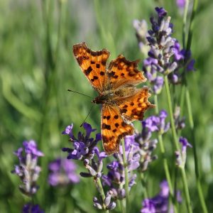 vlinder, gehakkelde aurelia