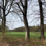 Wandelen in Kempen-Broek
